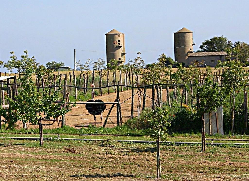 B&B Corte Degli Struzzi Pescia Romana Dış mekan fotoğraf